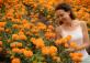 Marigold Fields - Поля с бархотками