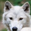 White Wolf