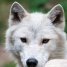 White Wolf